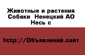 Животные и растения Собаки. Ненецкий АО,Несь с.